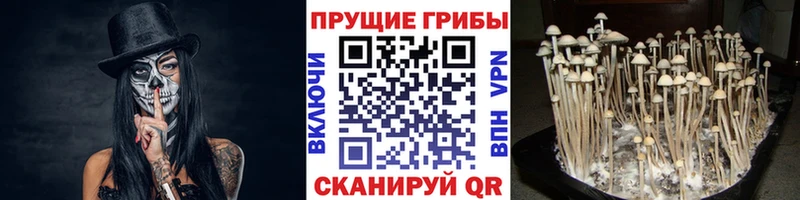 Галлюциногенные грибы GOLDEN TEACHER  купить наркоту  Долгопрудный 